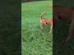 I SURVIVED SCARY Dog Encounters While Hiking!
