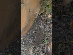 Breaking Huge Rock In Middle For Treasures!