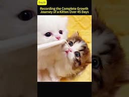 From the Streets to a Warm Home: Recording a Kitten's Healing Growth Journey Over 45 Days