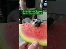 Pode dar isso pro cachorro?