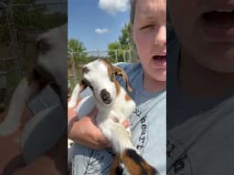What should we name her? #homesteading #babygoats #goat
