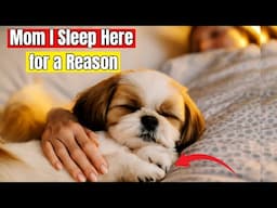 If Your Dog Sleeps on Your Bed at Night, THIS Could Happen - Scientists Reveal