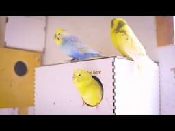 Amazingly Happy  1 Hour of HQ Stereo Budgie Sounds with DJI MIC2!