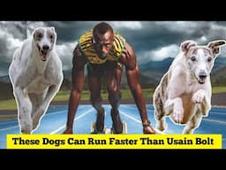 Top 10 Fastest Dog Breeds in the world | These Dogs Can Run Faster than Usain Bolt