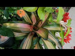 Growing Bromeliads || Broad Care Guide
