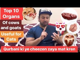 Top 10 useful Organs of Cows and Goats for cats | Best cat food recipe | Urdu |Hindi