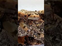 The Most Expensive Roaches!