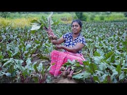 Beetroot fresh from the farm / Beetroot Egg Fry and Beetroot Salad,  village kitchen recipe