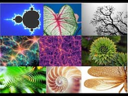 Why are Fractal Self Similarities Everywhere Amazing Feedback By Artificial Intelligence Below Video
