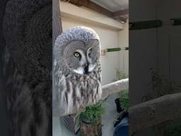 Great Grey Owl  👀🦉#shorts