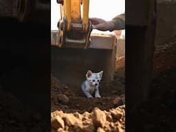 Cat and excavator 🐱👷🏻‍♂️