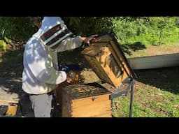Top tips for Brood Inspection