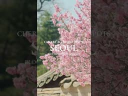 TOP 5 Seoul Cherry Blossom🌸 Spots 2025 | Visit Seoul