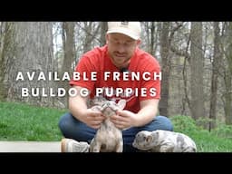 Buster, Bluey and Benny Our Available French Bulldog Puppies at Woodland Frenchies!!