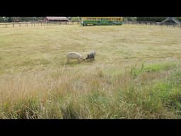Tottie finds love at Edgar's Mission