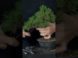 Classic Pine #bonsai #tree #project