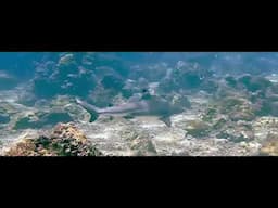 Shark Diving Phuket - Daily Dive trips with Phuket Dive Tours