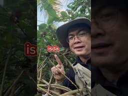 Dahon ng Dikai o malawmaw pwede pang asim