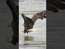 Eagles Catching Fish Is An Amazing Sight To See