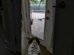 Mo vs Squirrel #bassethound #squirrel #standoff