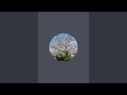 JAPANESE WAKAME SUBS