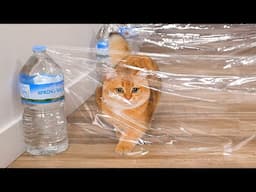 Can Cats Beat Invisible Hurdles Course? | Compilation