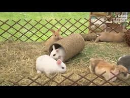 ¿Tu conejo te tiene miedo? 🐰 5️⃣ consejos para GANARTE SU CONFIANZA