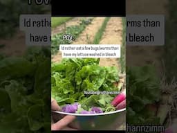 Commercially grown lettuce 🤢
