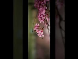 New Jersey Spring in XPan