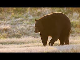 Early Morning Black Bear