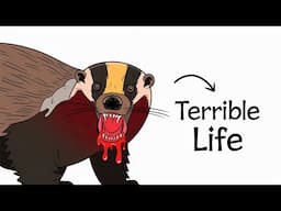 Why It Sucks To Be Honey Badger