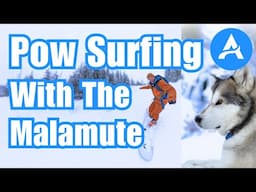 Pow Surfing With Nuka The Alaskan Malamute / The Fernie Life