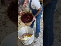 Nothing like a good crawfish boil #foodshorts #outdoorwork #crawfish #louisiana