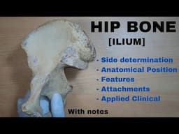 Hip Bone Anatomy || ILIUM || Side determination | Anatomical position | Attachments | Applied