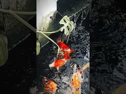Flower Cinematic with phone