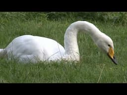 Goose vs. Duck Identification: Size, Bills and Neck Length