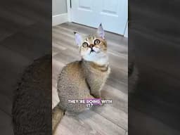 They are onto something here 👀😺🍫