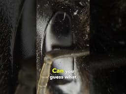 An Insect Under a 360° Drone Microscope!