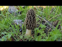 Spring Morel Hunting- with the Mushroom Marauder