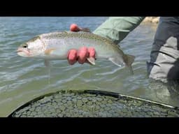 The beauty of light Trout Spey rods on your home waters.