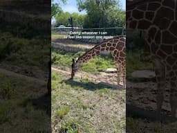 Went to feed giraffes to feel like season 1 again #TheLastOfUs