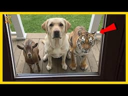 🐕🐾I Thought I Had One Dog… Now I Have a Farm !😂