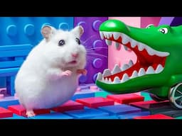 😱 Thrilling Hamster Maze Expeditions✨ Hamster Escape Maze #40