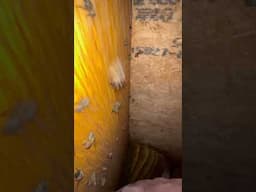 Up until I watched this footage back, we could not find where this colony was building.  #bees