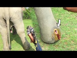 Penetrating Gunshot wound made the Elephant suffer, Brave officers provided lifesaving treatment