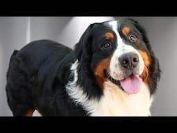 Watch me win the heart of a very nervous Bernese Mountain Dog