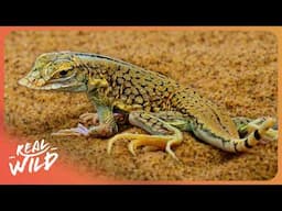 The Most Extreme Wildlife On Earth Lives Here