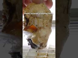Borneo eared tadpoles emerging from a foam egg sac at The Bio Dude #borneoearedfrogs #fileearedfrog