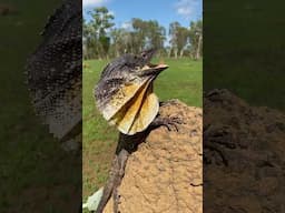 Meet the fantastic Frilled lizard, the inspiration for the Jurassic Park Dilophosaurus