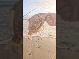 This fish shocked me!